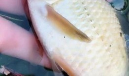 小鲫鱼爆料直播视频